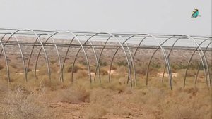Amazing video of a falcon chasing its homing pigeon