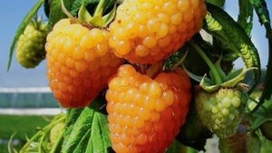 Малина ремонтантная АЛЬТ ГОЛД