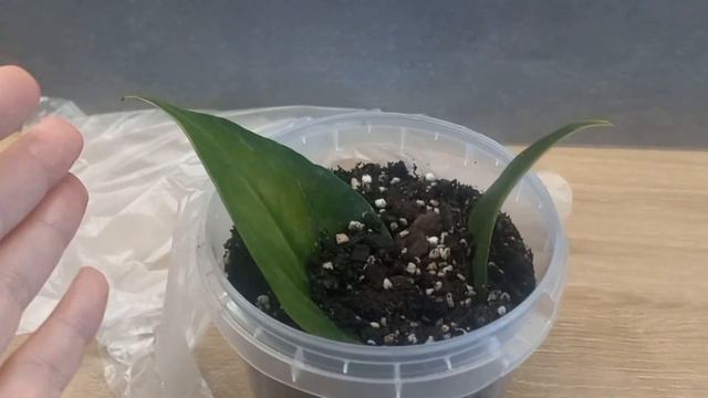 РАЗМНОЖЕНИЕ Антуриума ЛИСТОМ день 25. смотреть онлайн