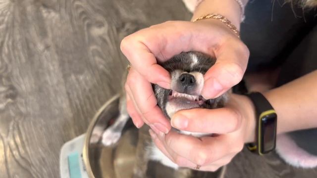Самый РЕДКИЙ окрас- Тигровые ЧИХУАХУА. Щенкам 3 месяца. У нас можно купить щенка чихуахуа. Chivava