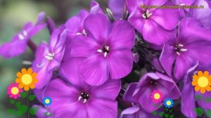 Флокс метельчатый Тайна. Краткий обзор, описание характеристик phlox paniculata Taina