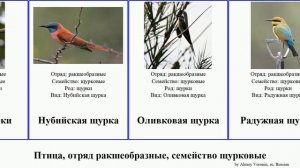 Птица, отряд ракшеобразные, семейство щурковые щурка bird Сулавесская щурки ночная Золотистая Dan