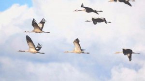 Игорь Филатов - Журавлёнок