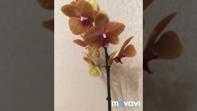 Обзор Сарф Сонг Surf Song орхидеи Фаленопсис Сарф  26 июня 2019 г. смотреть онлайн