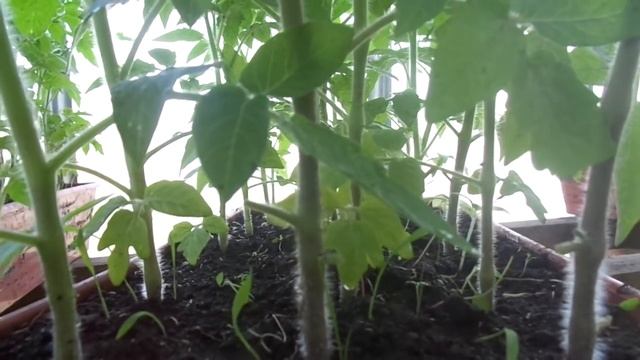 ОГОРОД НА БАЛКОНЕ. ТОМАТ ШТАМБОВЫЙ ЗАСОЛОЧНЫЙ. Ольга Чернова. смотреть онлайн