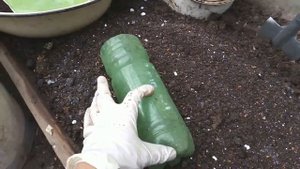 Еще один способ посадки лилий на выгонку (подходит не всем)