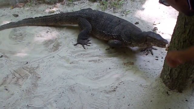 Змеиный храм, Пенанг, Малайзия / Питон альбинос, вараны, Мечехвосты, скаты и обезьяны :) смотреть онлайн