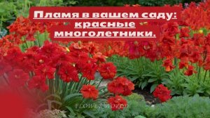 Пламя в вашем саду: красные многолетники.🌹