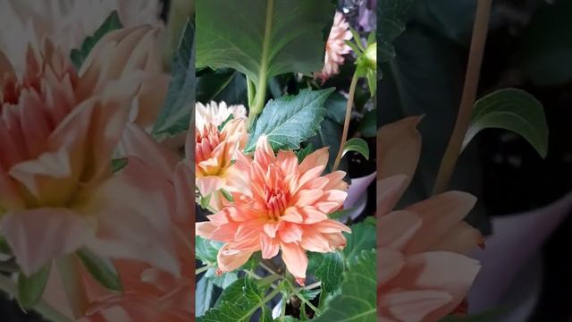 георгина сорт Гэллери Пабло( Dahlia Gallery Pablo) 06.02.2022 смотреть онлайн