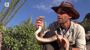 ГРЕМУЧАЯ ЗМЕЯ С ДВОЙНЫМИ КЛЫКАМИ / Койот Питерсон на русском