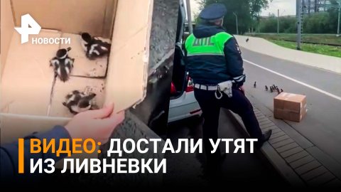 Семейство утят из ливневки спасли сотрудники ДПС в Москве / РЕН Новости