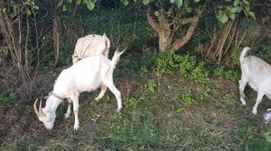 Козы. Ламанчи #козы#козыпасутся#ламанчи