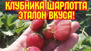 Клубника Шарлотта, эталон вкуса!