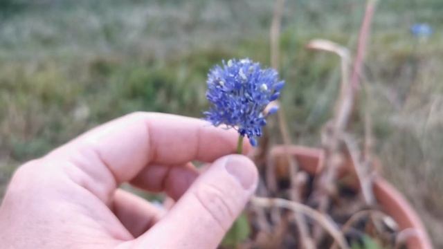 Best plants for insect pollinators: Allium caeruleum, the blue ornamental onion care and cultivatio смотреть онлайн