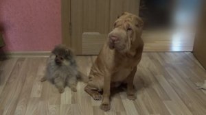 Реакция собак на лай из компьютера. Шарпей. Шпиц. The Shar Pei. Spitz.