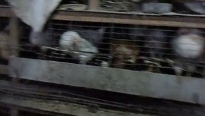 Как бороться с расклевом у кур несушек