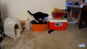 Кошки носят носки Смешные коты в носках