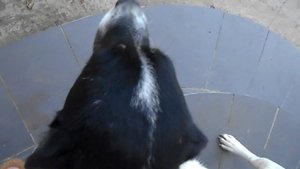 К нам во двор забрел  огромный кабан