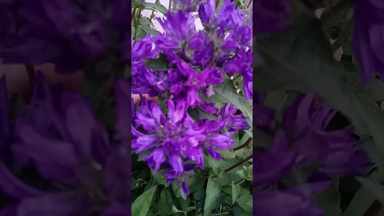 Колокольчик в саду #цветыастрахань 17.05.2024