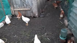 Ломан браун 3 месяца