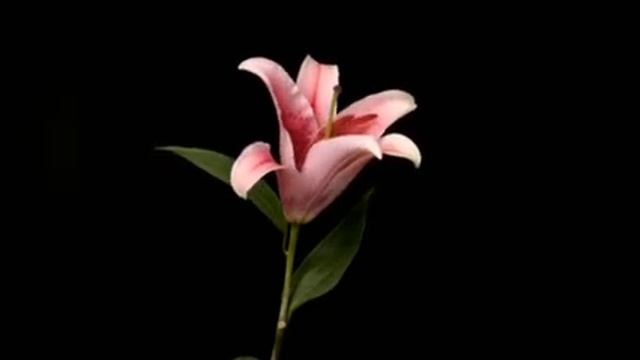 Наталья Нечаенко (Анисимова)"ВСЕЛЕНСКИЙ ВАЛЬС", читает автор. смотреть онлайн