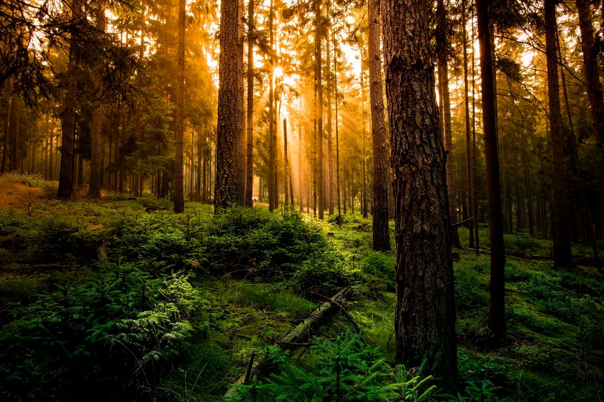 Лес - Волшебная Красота Природы, Красивая Музыка С Пением Птиц В Лесу #музыка #музыкадлядуши