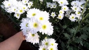 Зацветает веточная хризантема