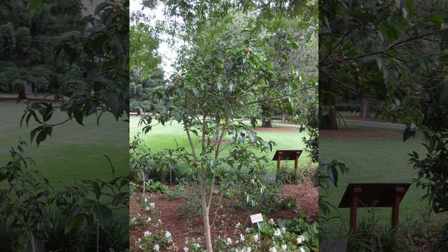 Camellia taliensis | Wikipedia audio article смотреть онлайн