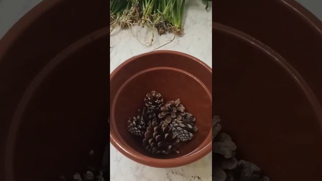 Спасаю спатифиллум - реанимация и омоложение