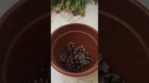 Спасаю спатифиллум - реанимация и омоложение