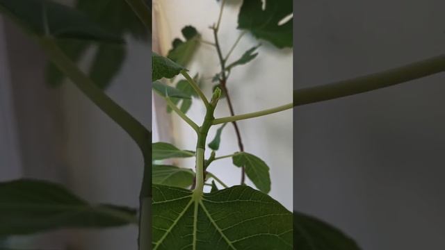 Клубничный Верт и не только. Инжиры на подоконнике. смотреть онлайн