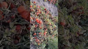 Овощи Растут. Томат чери 6Пунто7 и томат Перфектпил в промышленном производстве.