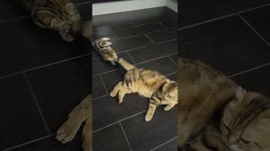 Крылья... ноги... главное - хвост! 👍