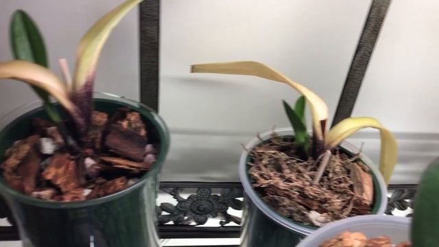 ОРХИДЕИ после пересадки - цветоносы, корни, полив, удобрение. Мои наблюдения. смотреть онлайн