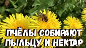 Пчёлы собирают пыльцу и нектар