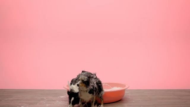 Pergo LVT. Если Вы когда нибудь хотели дать доступ вашей собаке к гидромассажной ванной в гостиной. смотреть онлайн