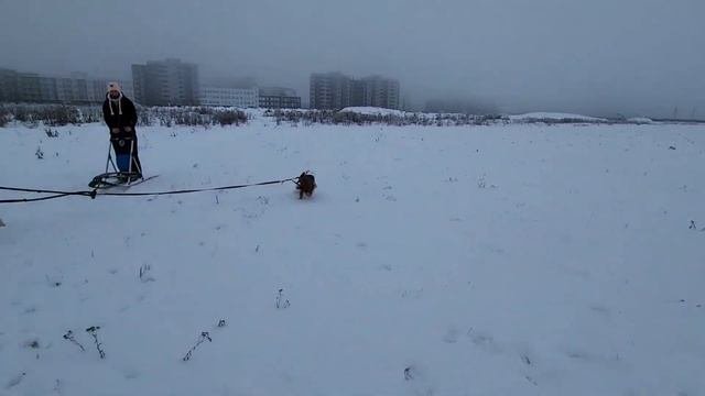 Янтарь в упряжке! Эти сани называются Нарты. Катаем в ЯНИНО-1