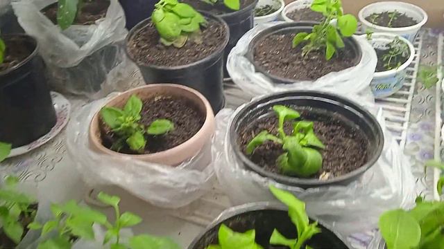 Пересаживаем петунии. смотреть онлайн