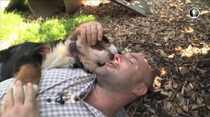 Планета собак. Бернский зенненхунд