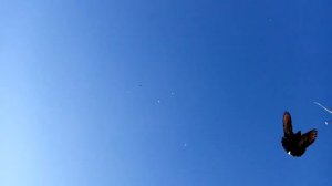 Николаевские голуби, Одесса