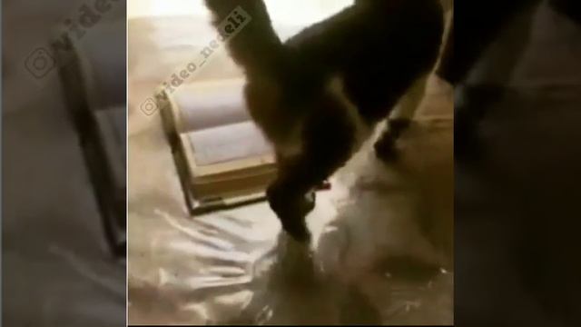 КОШКА НЕ НАСТУПАЕТ НА КОРАН!!!!! смотреть онлайн
