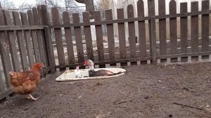 Все что нужно знать о мускусных утках.