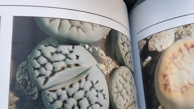 Пятна на кактусе.Опознание Литопсов.Цветут кактусы и литопсы в ноябре.