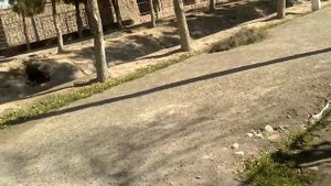 зоопарк Термез