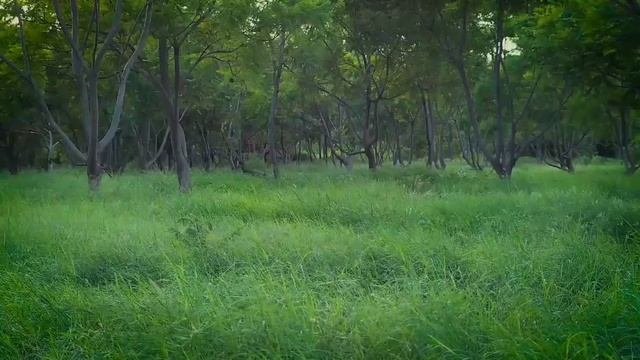 Расслабляющее видео
