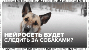 В Подмосковье предложили отлавливать собак с помощью нейросети – Москва 24