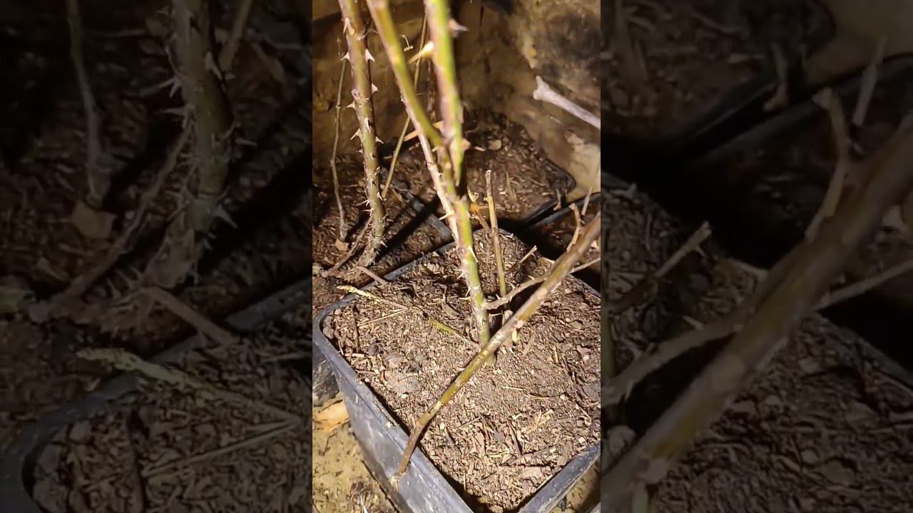 ЗИМОВКА РОЗ В ГОРШКАХ ЗИМА ПОДВАЛ #гектар #розы #погреб #animals #зимовка #подземлёй