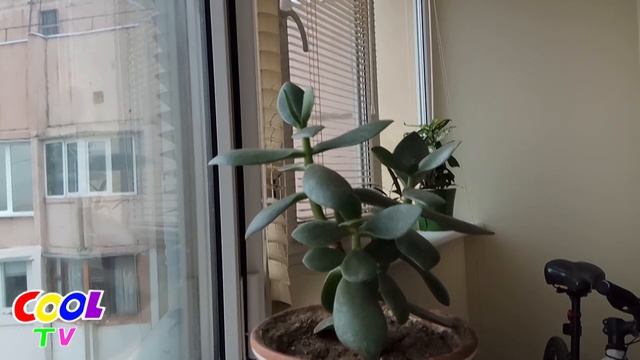 Денежное дерево (Толстянка). Уход смотреть онлайн