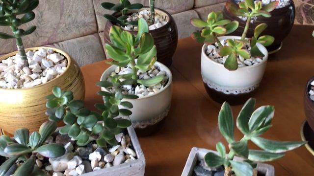 13 июня 2019 г. Денежное дерево.Уход.Разновидность крассул.Коллекция крассул и сукулентов. смотреть онлайн