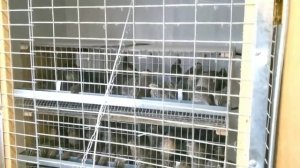 Содержание перепела, в домашних условиях.